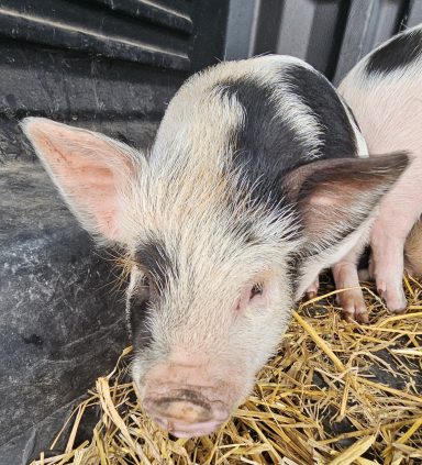 Trevor pig Trevor